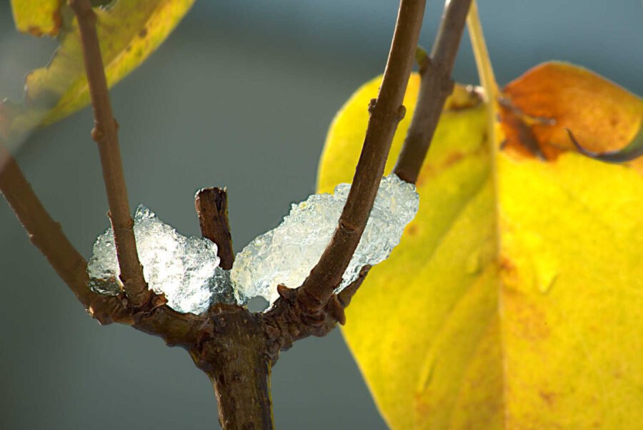 deux glaçons qui reposent sur les branches d un arbuste. Photos à la volée